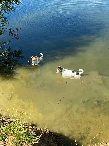 istock Dogs playing in a muddy riverside 2206375768
