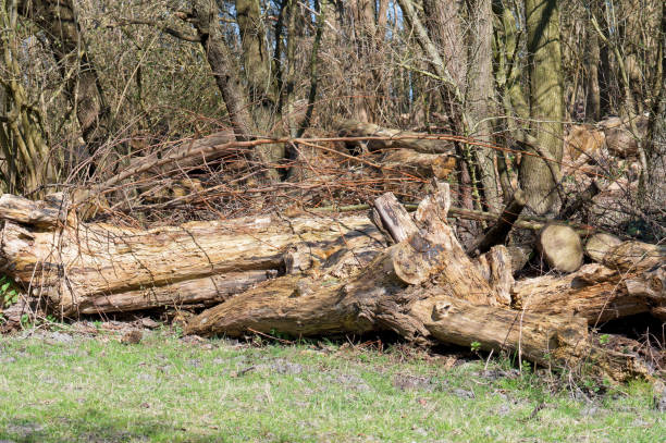 Countryside. Parks and nature. Rotting fallen logs in a forest, covered with branches and surrounded by natural woodland scenery on a sunny day