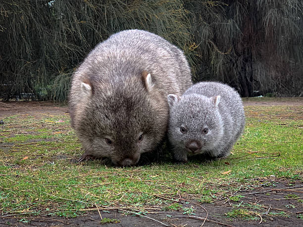 Wombat and Joey Foraging in Their Natural Habitat