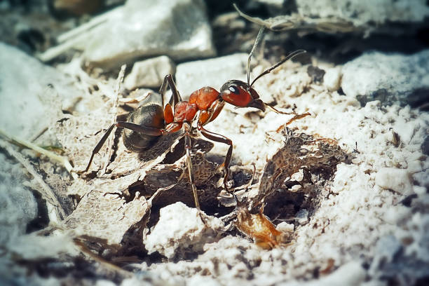 Formica rufa Red Wood Ant Insect. Digitally Enhanced Photograph.