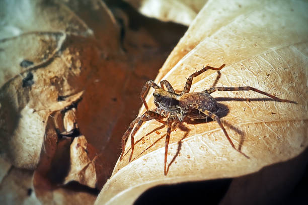 Pardosa Lugubris Lycosidae Wolf Spider. Digitally Enhanced Photograph.