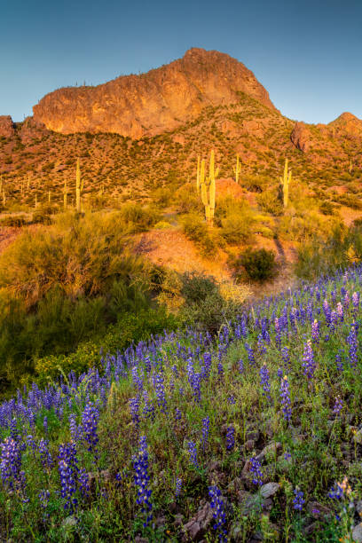 istock Springtime Cactus and Wildflowers in Arizona - Picacho Peak State Park 2206384133
