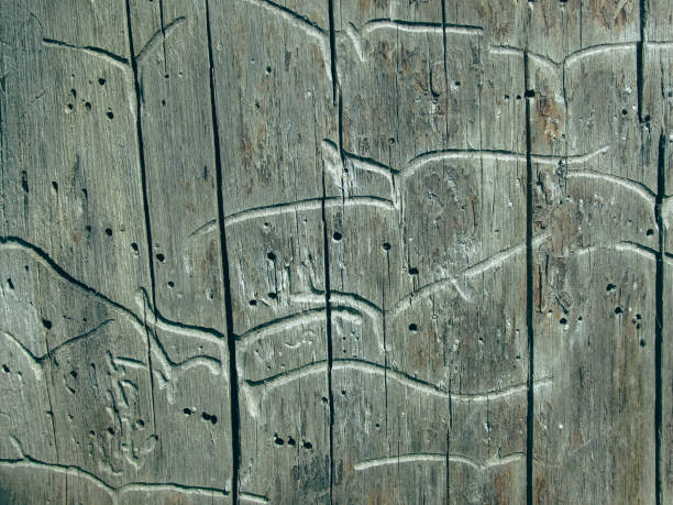 istock Texture of wood with bark beetle passages. Under the bark. Insect passages, natural pattern. Background, texture. 2206385112