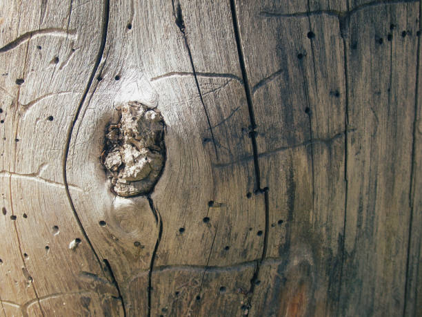 Texture of wood with bark beetle passages. Under the bark. Insect passages, natural pattern. Background, texture. Boards damaged by bark beetles