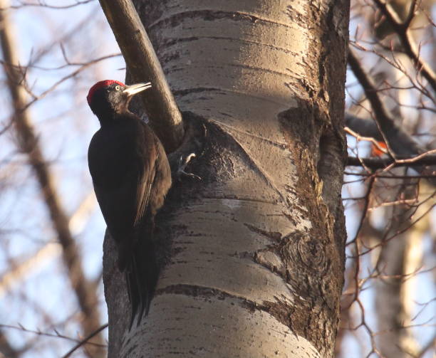 istock Black Woodpecker searching for food 2206386623