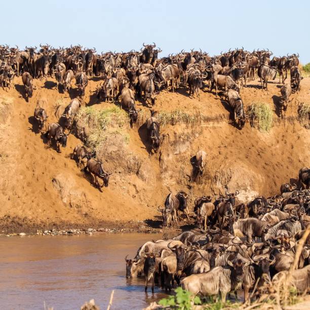 istock Wildebeest herd descending a steep riverbank during the Great Migration in Kenya 2206386697