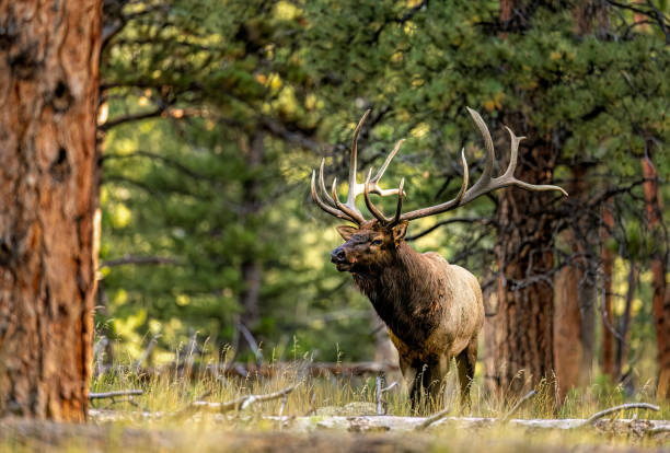 istock Huge rutting bull elk in the forest 2206390419