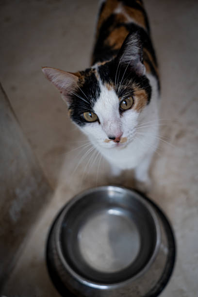 istock Calico cat looking at camera near water bowl 2206390420
