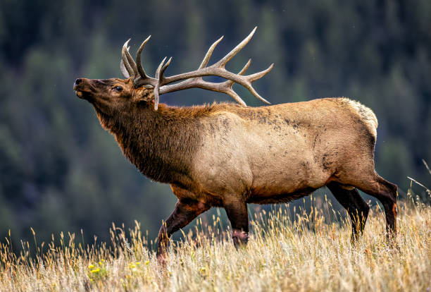 istock Huge rutting bull elk posturing, beautiful light 2206390540