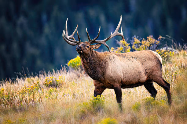 istock Huge rutting bull elk posturing 2206390541