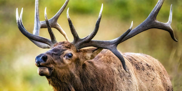 A massive bull elk with a drop tine in the early morning light during the rut