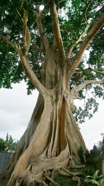 istock Bayan Ancient Tree In Bali: The Kayu Putih Giant Tree 2206390599
