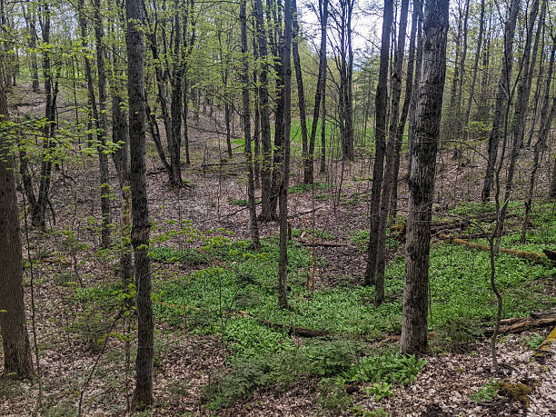 A forest full of wild leeks in the spring