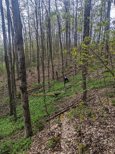 istock People pick up wild leeks in a forest during spring 2206391927