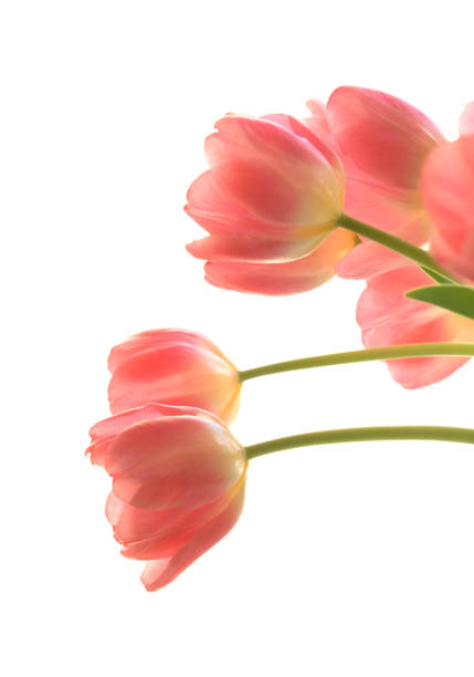 Gentle pink open tulip bouquet isolated on white background