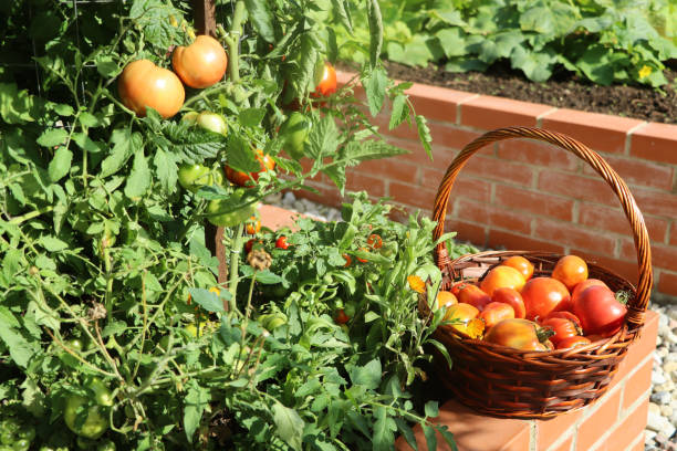 istock A modern vegetable garden with raised bricks beds. Tomatoes growing in bed 2206393295