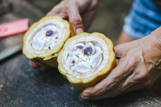 Cocoa plant fruit