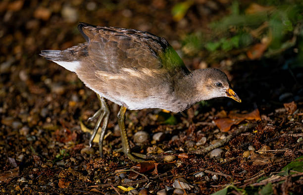 istock Juvenile moorhen walking on soil in bright sunlight 2206393759
