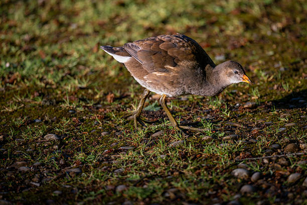 istock Juvenile moorhen walking in bright sunlight 2206393772