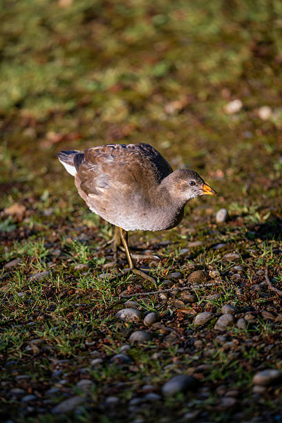 istock Juvenile moorhen walking in bright sunlight 2206393774