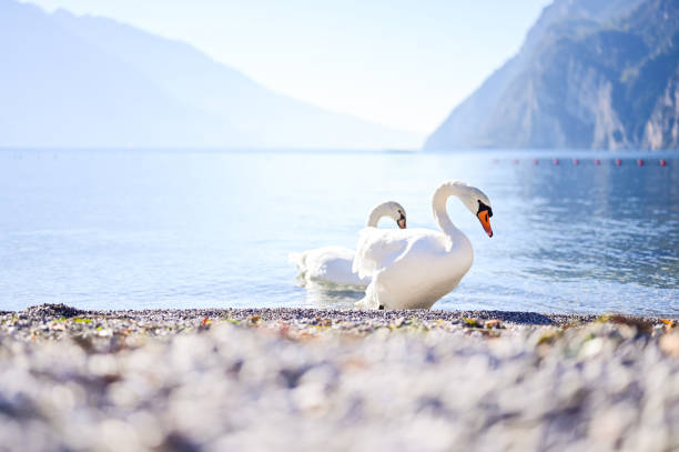 Two swans approaching the shore of lake garda in italy, on a beautiful sunny day