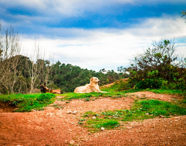 Two dogs lying on a hill, surrounded by nature under a cloudy sky. Peaceful atmosphere, contrast between red soil and greenery.