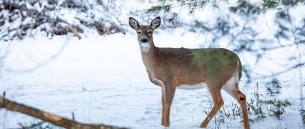 istock White-tailed deer, doe (odocoileus virginianus) standing in a Wisconsin field in January 2206396846