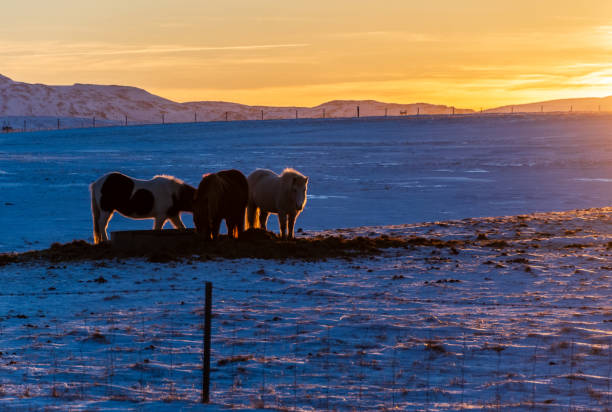 istock Icelandic ponies in the Snow 2206397405
