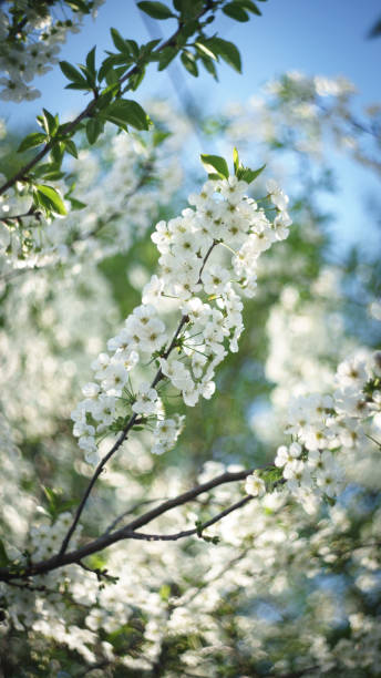 istock Bird Cherry Blossom with Green Leaves 2206397535