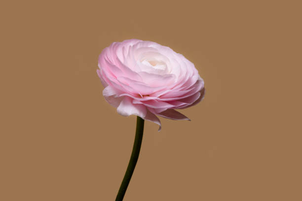 istock Single, elegant pink ranunculus flower against a warm brown background. Minimalist composition highlights the delicate beauty and intricate details of the blossom 2206397803