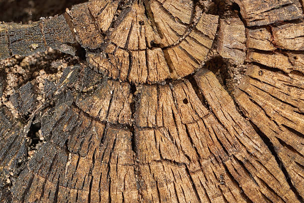 istock The trunk of an old rotting tree. 2206398232