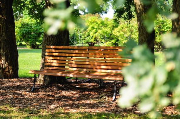 An inviting wooden bench sits peacefully in a sunlit park, surrounded by the vibrant greenery of summer.