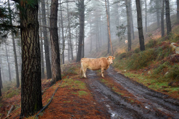 istock A brown cow on a path next to a foggy pine forest 2206402763