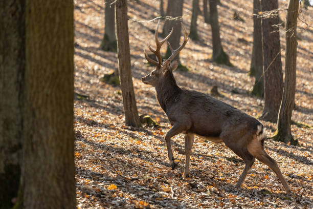 istock Deer in the forest. European fallow deer in the wild 2206403250