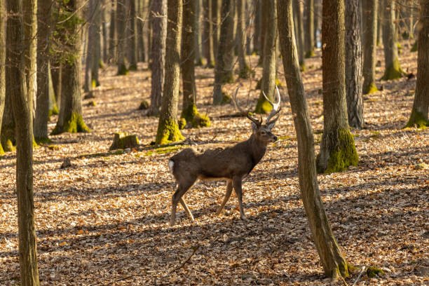 istock Deer in the forest. European fallow deer in the wild 2206403946