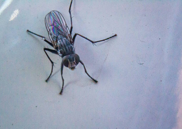 Fly, flies, house fly, horse fly, fruitfly