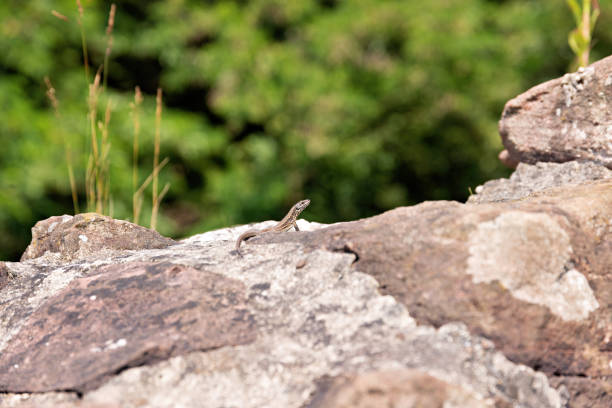 Wall lizard on an old quarry stone wall in summer, close-up