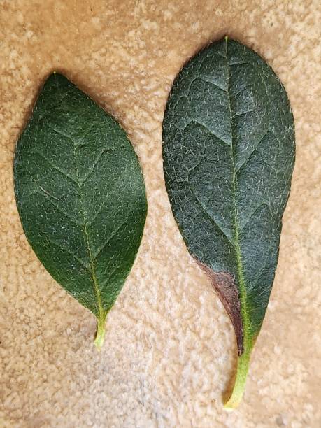 istock The upper surface of the azalea leaf (Rhododendron sp.), illuminated against a white background, showcases its robust texture and natural sheen. The vibrant green and slightly raised veins create a harmonious and elegant pattern. 2206407839