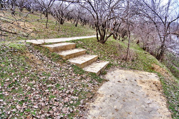 Concrete steps lead through a forested area, forming a path in the woods.