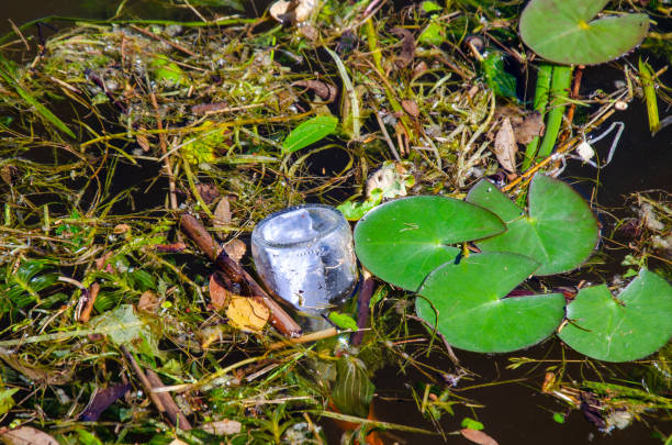 Polluted pond water with floating plastic bottle surrounded by aquatic vegetation. Highlights environmental issues like pollution and the impact on aquatic ecosystems.