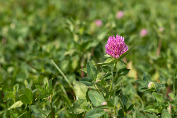 Pink clover flower bloom amidst lush green foliage, highlighting natural beauty and tranquility