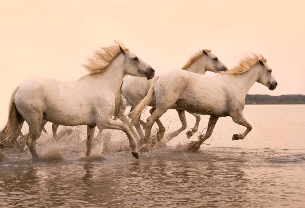 istock Camargue horses running through the water 2206409552