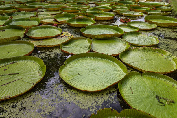 istock Giant Waterlilies in Mauritius 2206409656