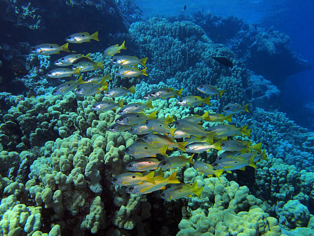istock Snappers near St. Johns Reef in Red Sea 2206409806