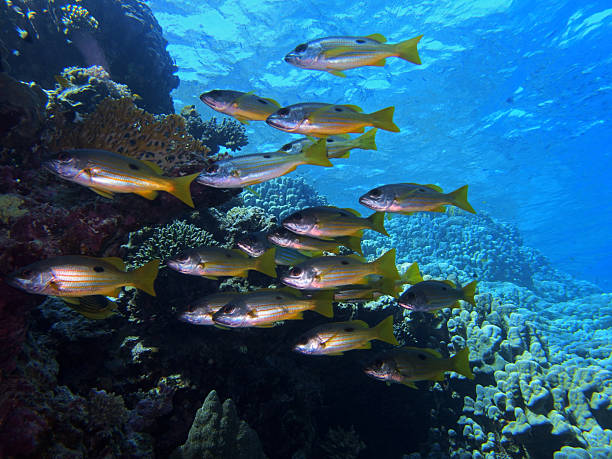 istock Snappers near St. Johns Reef in Red Sea 2206409807