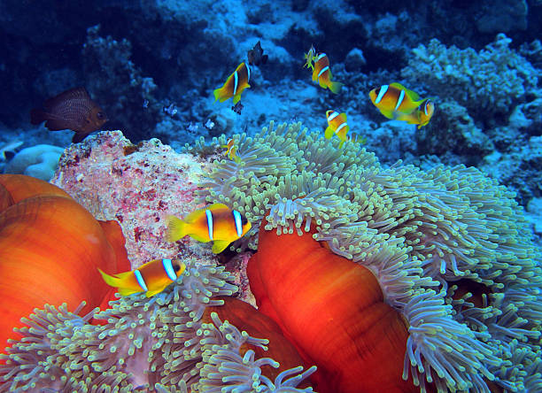 istock Red Sea Anemonefish in Red Sea 2206409842