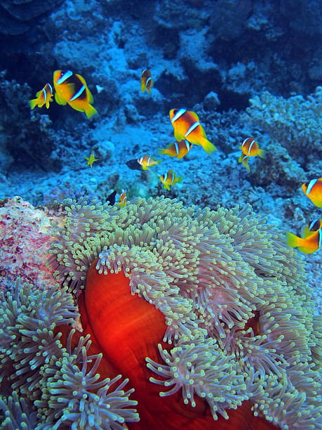 istock Red Sea Anemonefish in Red Sea 2206409845