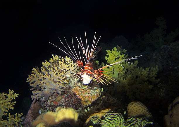Lion fish, Red Sea, Egypt