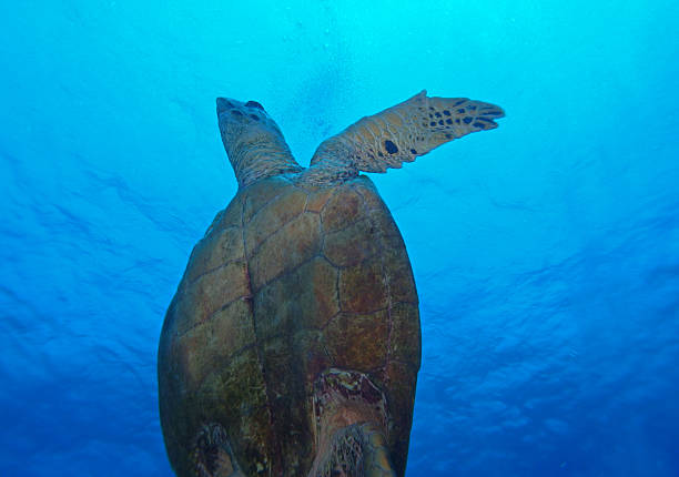 istock Hawksbill turtle, Red Sea, Egypt 2206409925