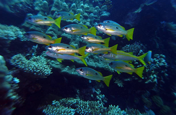 istock Snappers in Red Sea, Egypt 2206410002